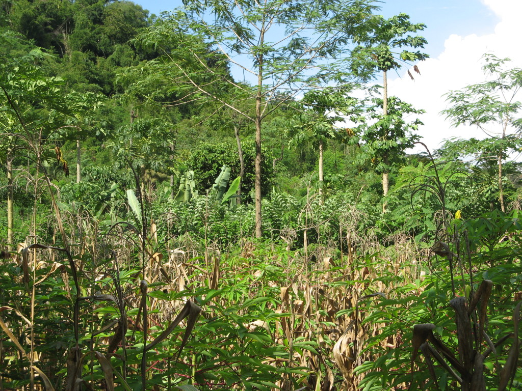 Biodiverse Farm Farmer Managed Natural Regeneration 